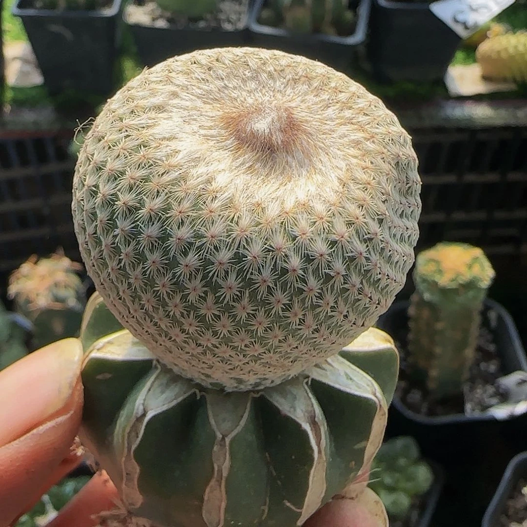 小人冒359仙人球开花