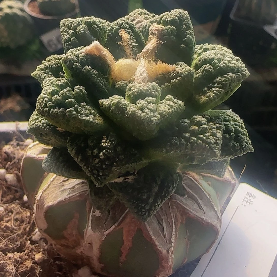 螺旋辛顿524仙人球