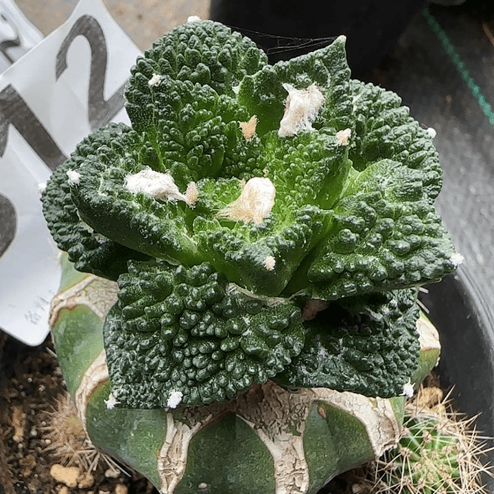 哥斯拉312仙人球开花