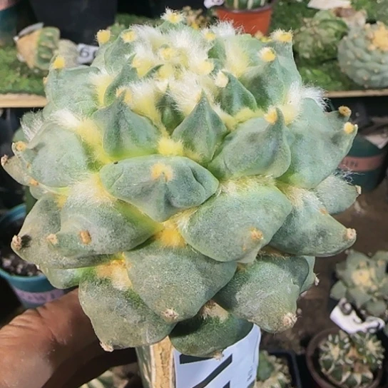 短尤龙牙214仙人球