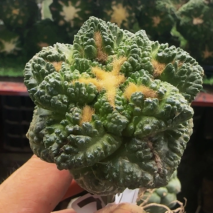 龟甲739仙人球开花