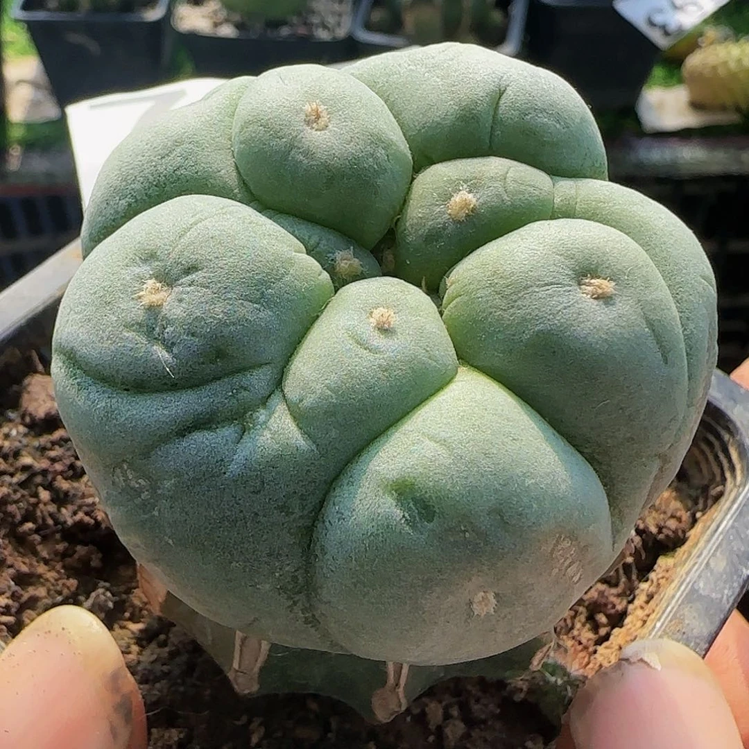 大尤仙785仙人球开花