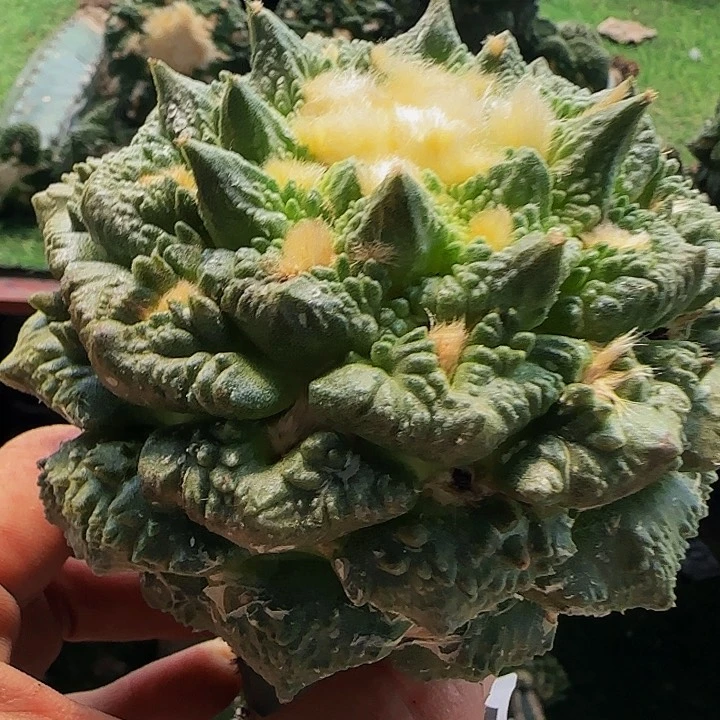 龙牙龟甲怒157仙人球开花