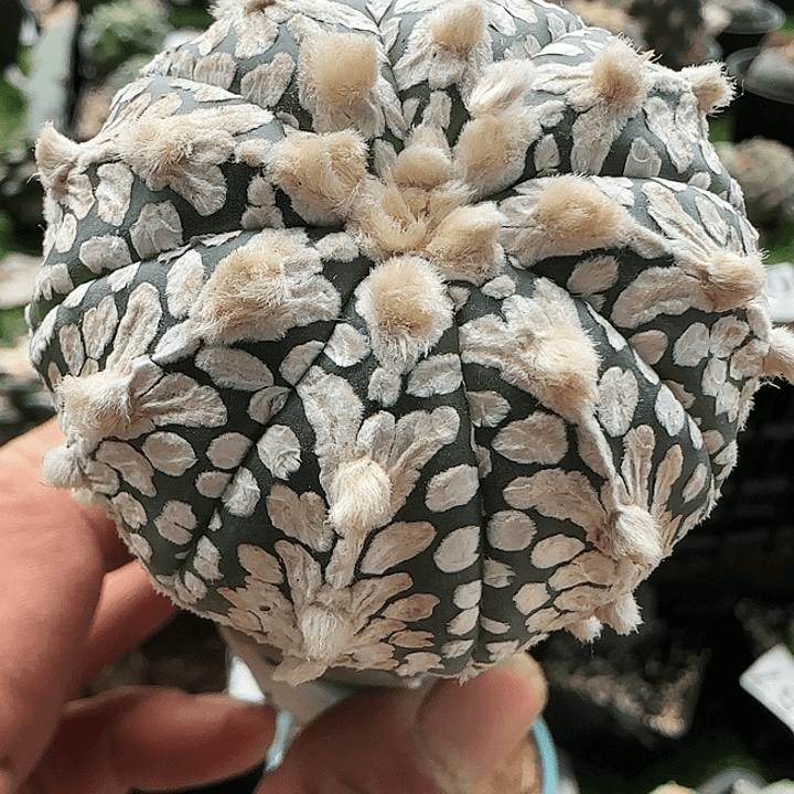 V兜782仙人球开花了