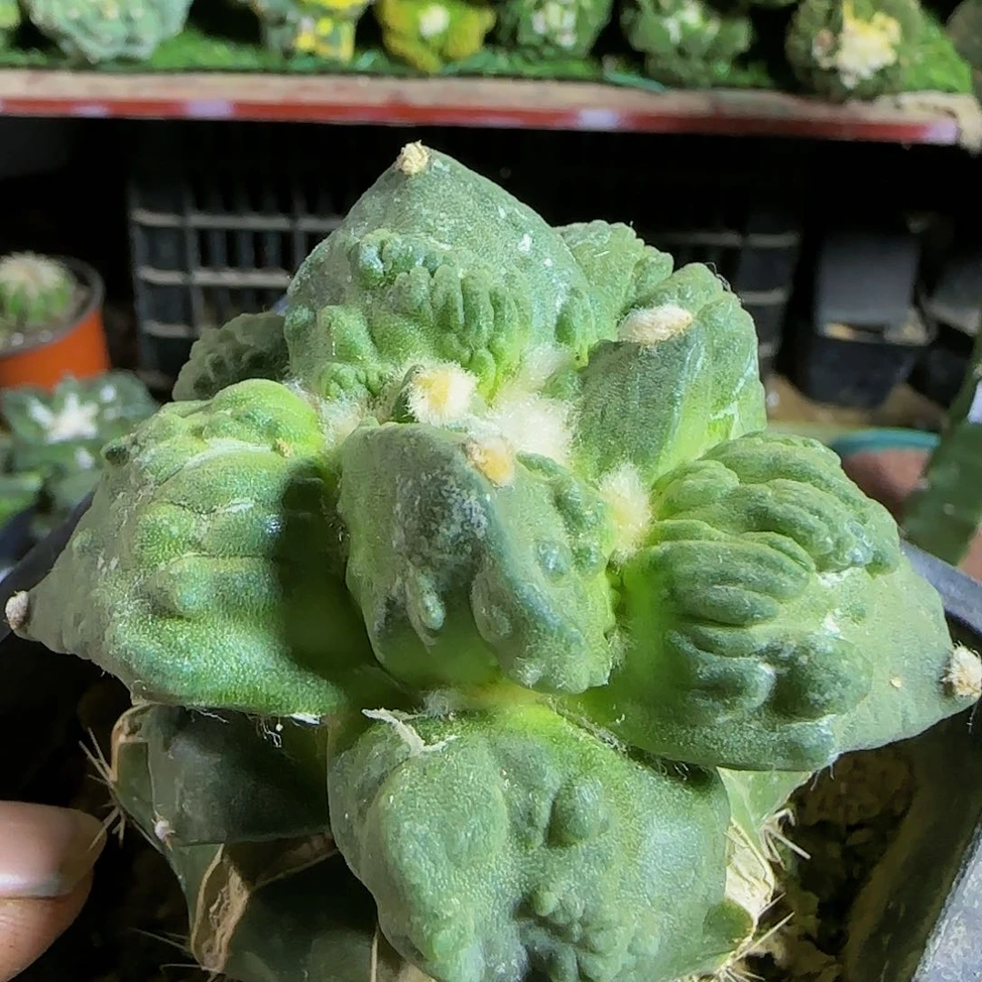 大尤村主怒涛643