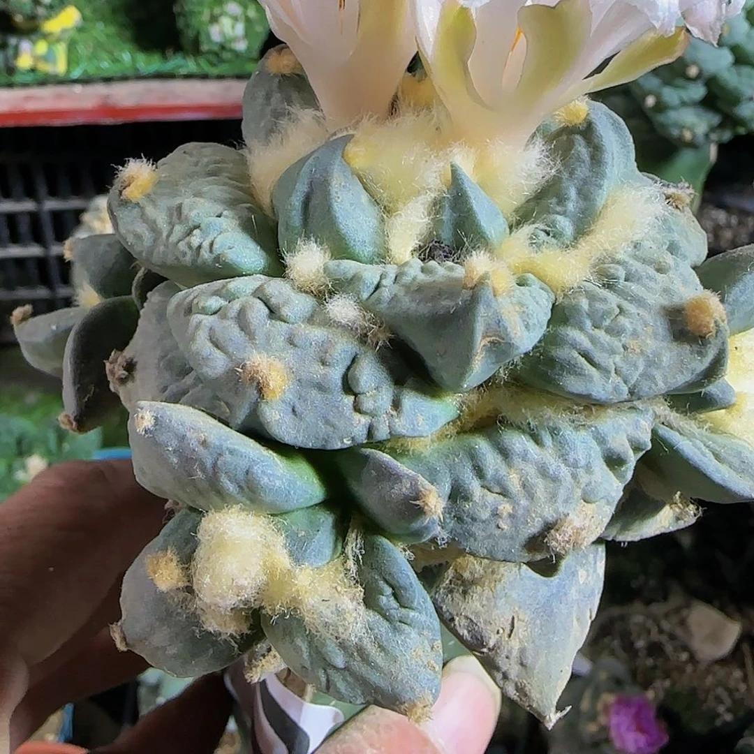 龙牙怒涛群039仙人球