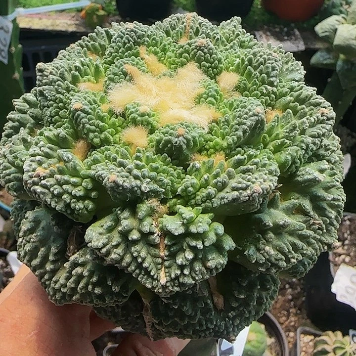 龟甲怒066仙人球开花