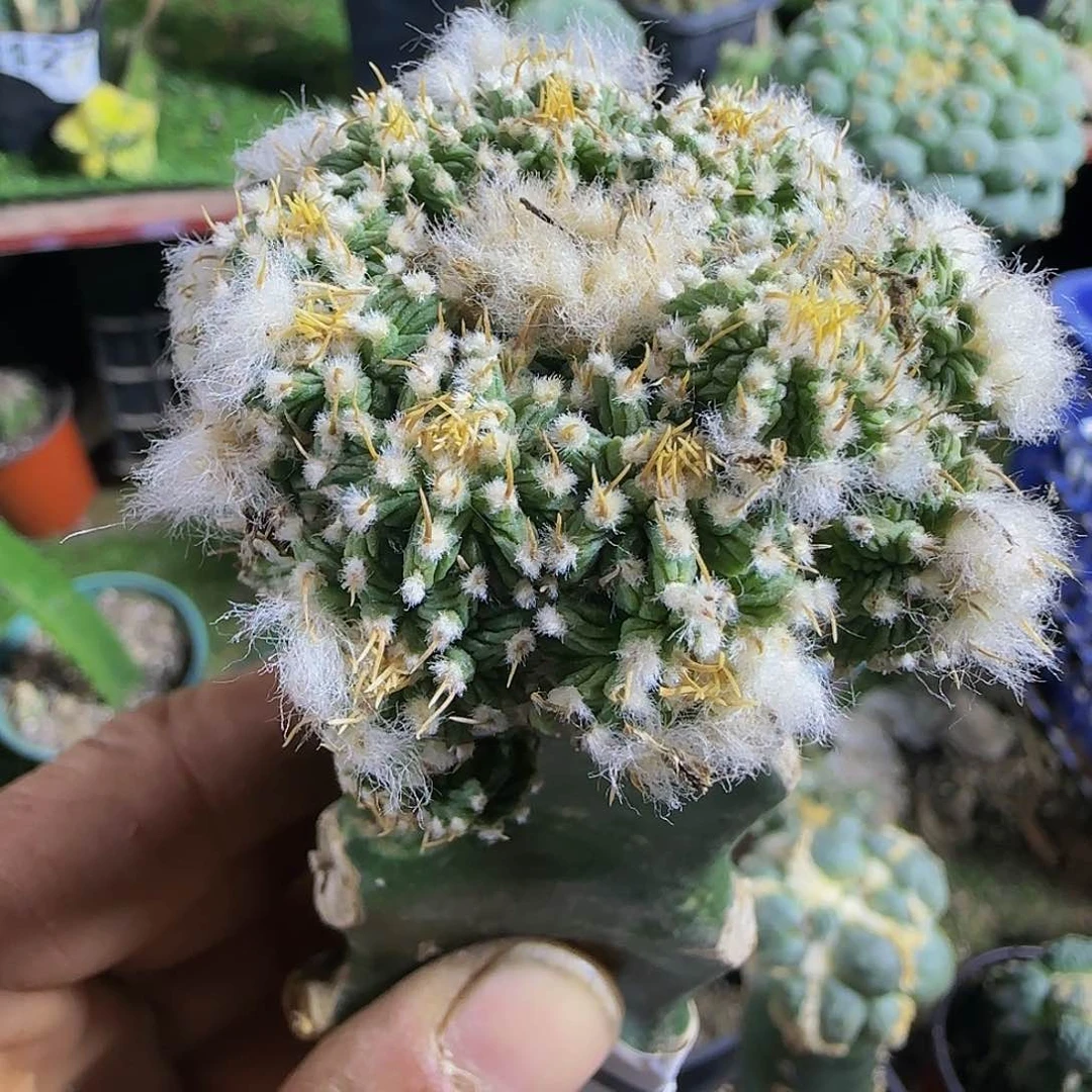 老花龙群头129仙人球