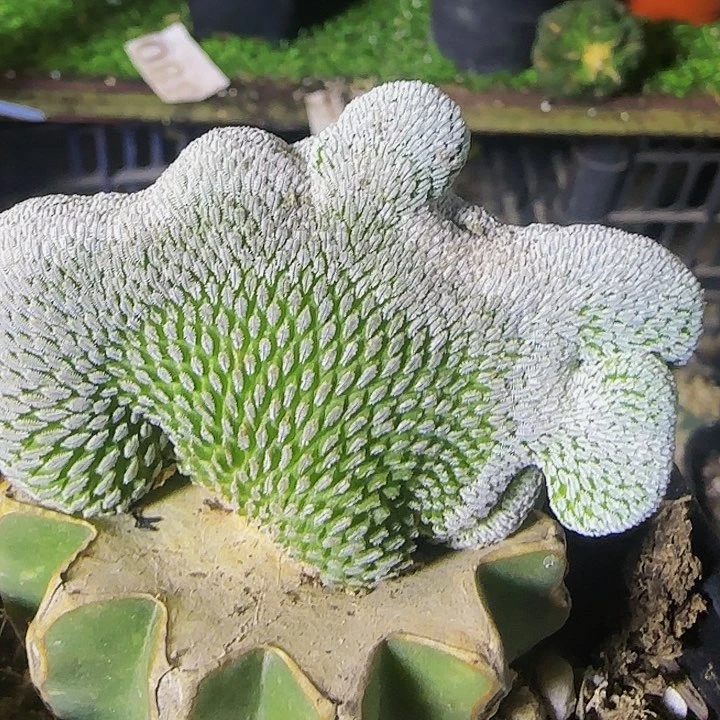 精巧丸缀化839仙人球