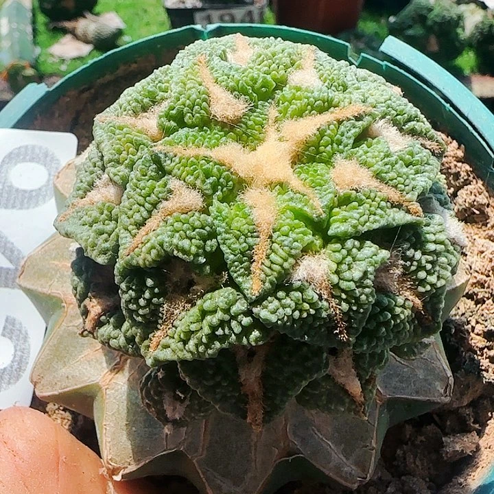 大尤黑942仙人球开花
