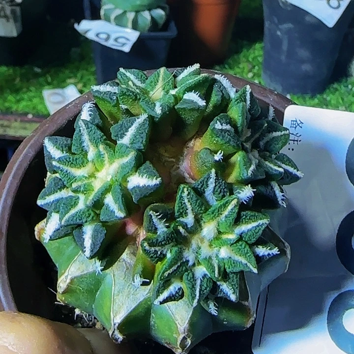 黑牡丹群859仙人球