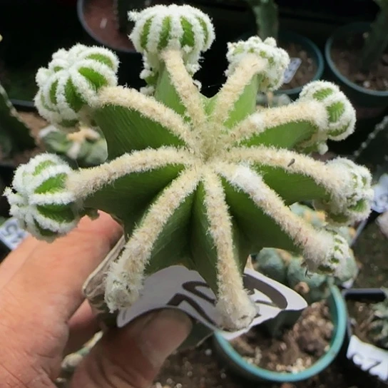 辛顿华龙652仙人球