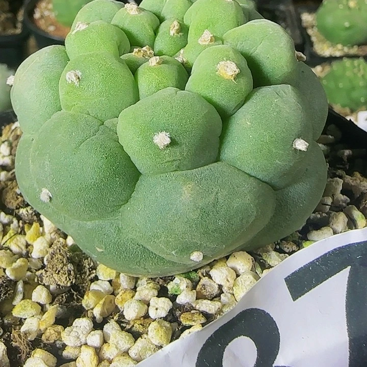 大尤仙887仙人球开花