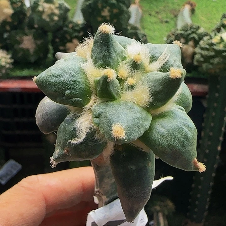怒涛078仙人球开花