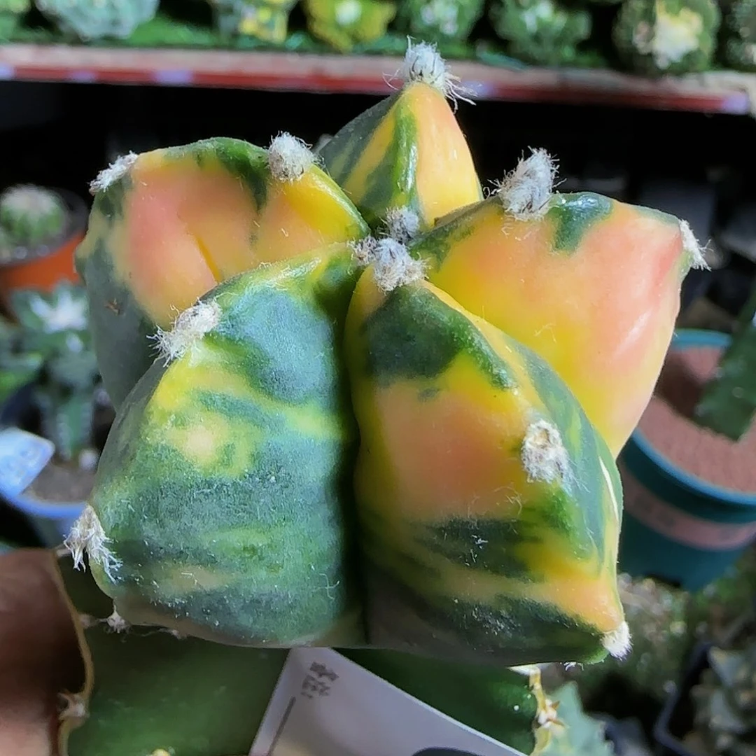 鸾锦638仙人球开花