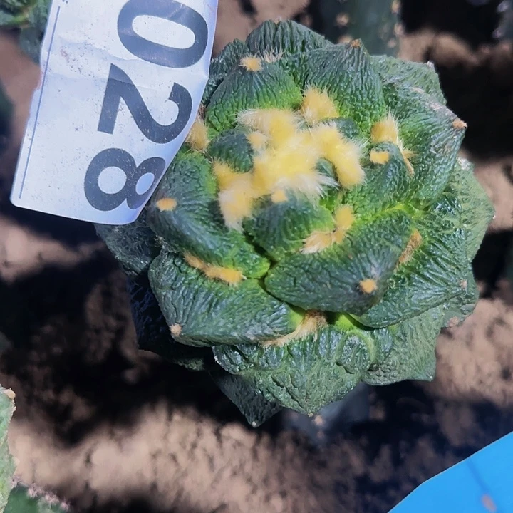 ?**?牛舌028仙人球开花