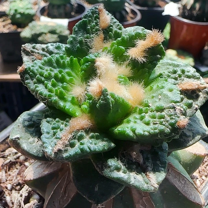 哥斯拉543仙人球开花