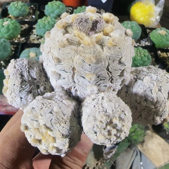 浓白v兜群335仙人球