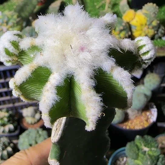 辛顿花龙943仙人球