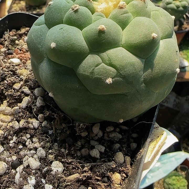 清*大尤仙403仙人球开花了