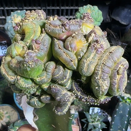 高沙石化814仙人球