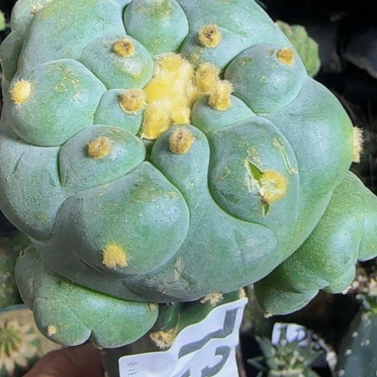 大尤仙738仙人球