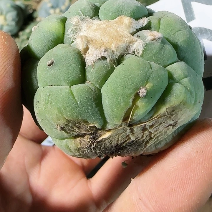 ꧔****꧔瑕疵仙227刚出根