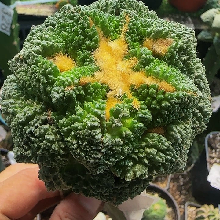 哥斯拉261仙人球开花