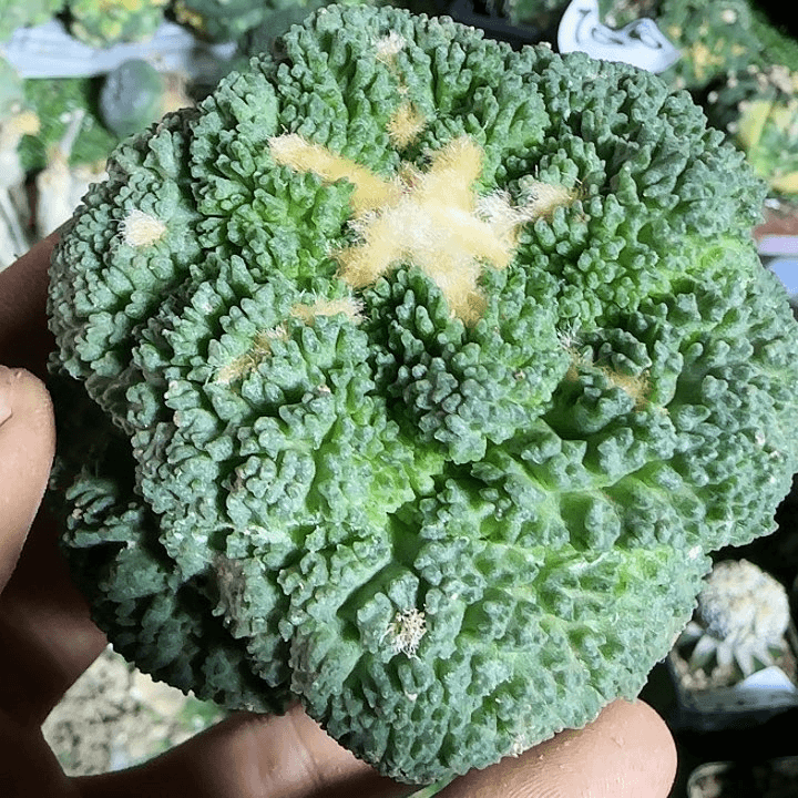 龟甲856仙人球开花了