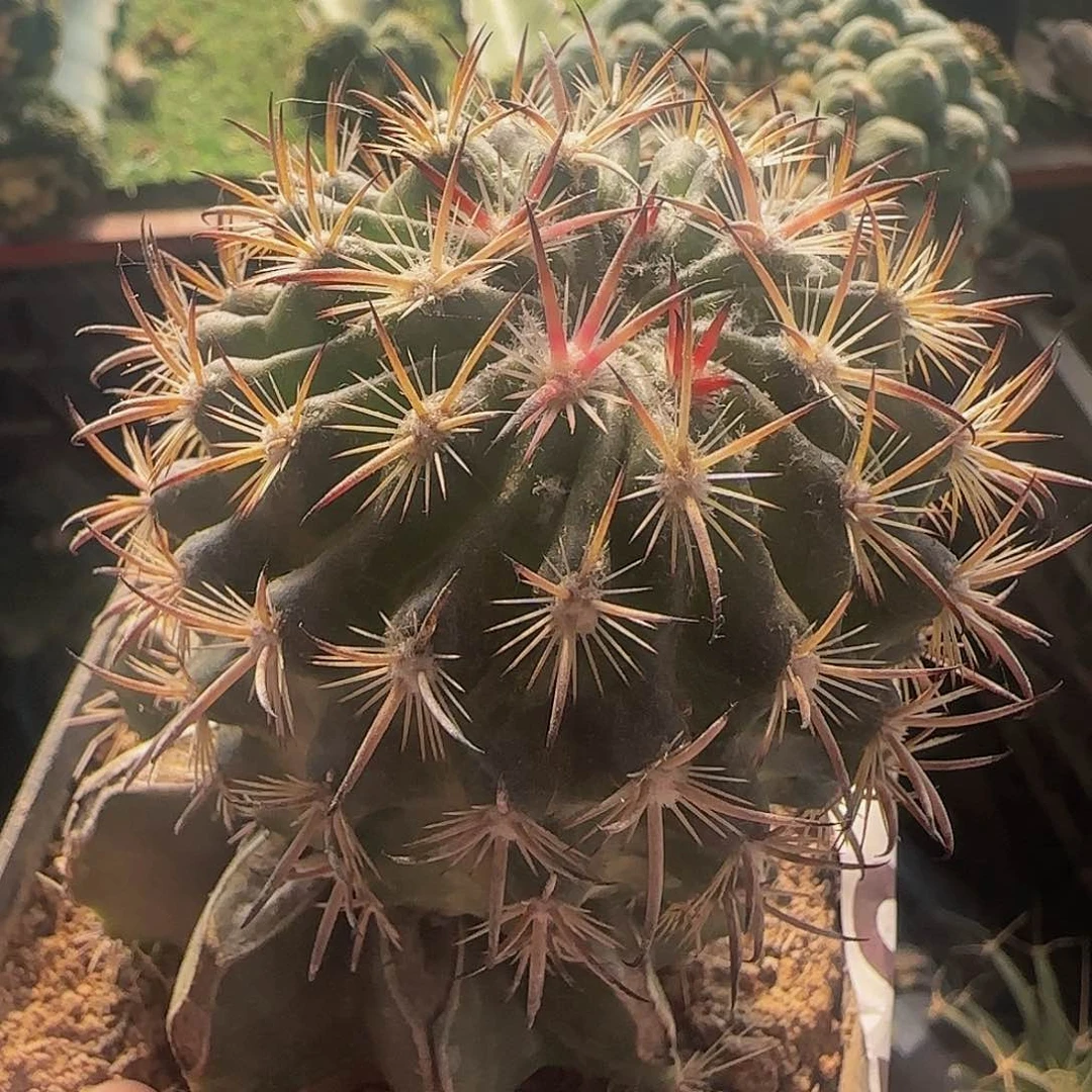 虎爪玉184仙人球开花