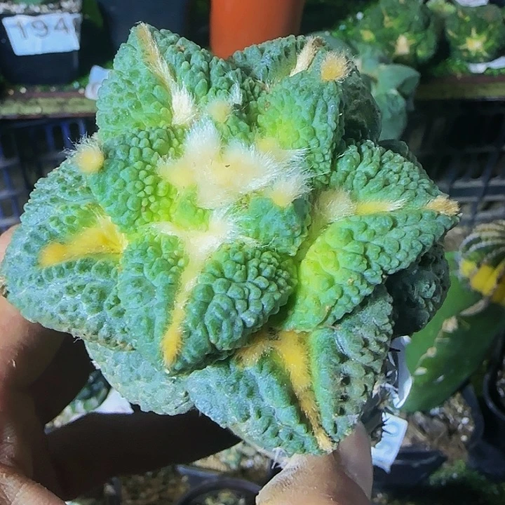 龟甲怒937仙人球开花
