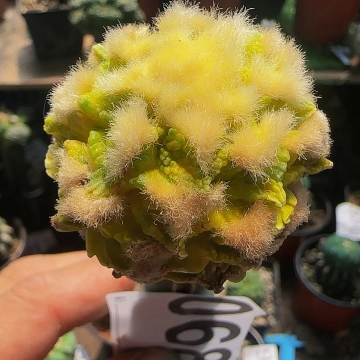 金毛龟甲锦068仙人球开花