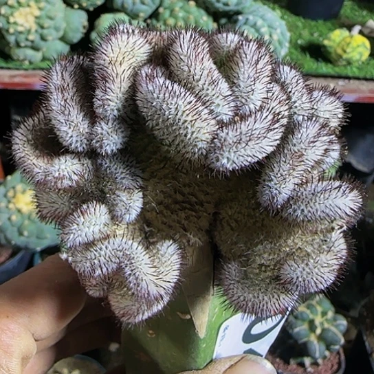 直刺佩雷缀化成040仙人球