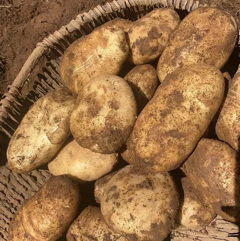 贵明高山农家自种土豆【9斤包邮】