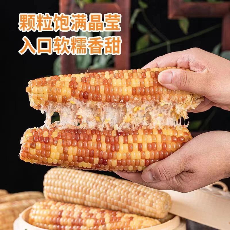 粉丝福利东北花糯玉米260g新鲜软糯粘甜非转基因真空装代餐粘苞米