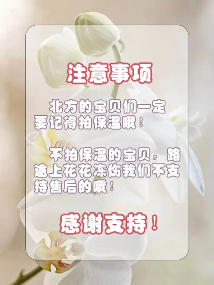【保温】花之漫蝴蝶兰发货链接 不拍保温冻了不包售后