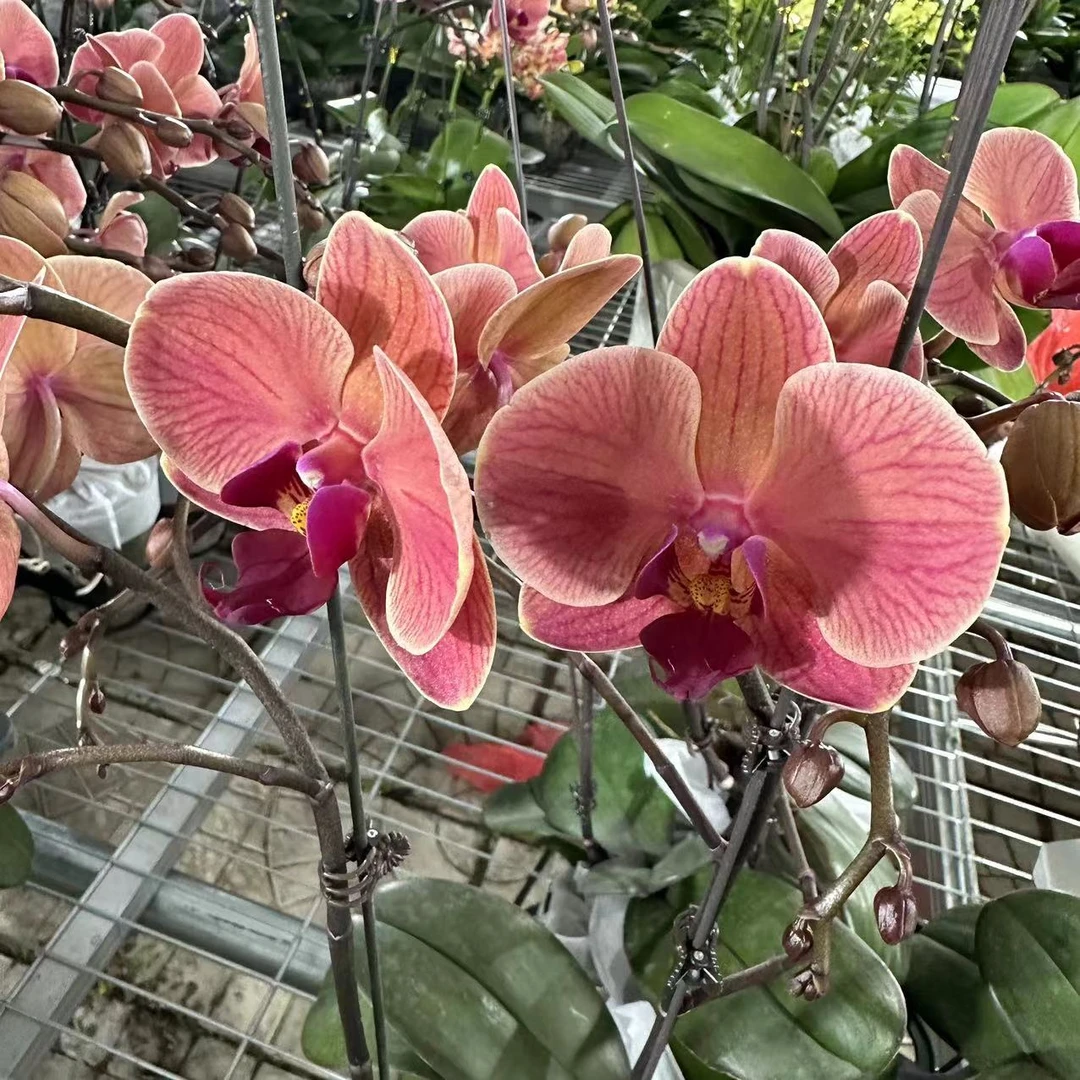 【纳博讷】单剑安祖原杯蝴蝶兰花卉室内观花四季开花盆栽种植