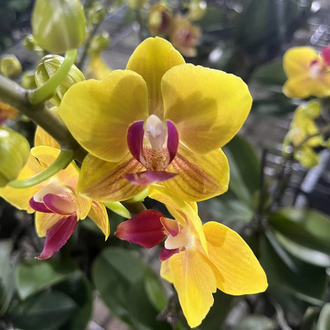 【双剑青春派对】蝴蝶兰花卉室内阳台桌面观花四季开花盆栽种植