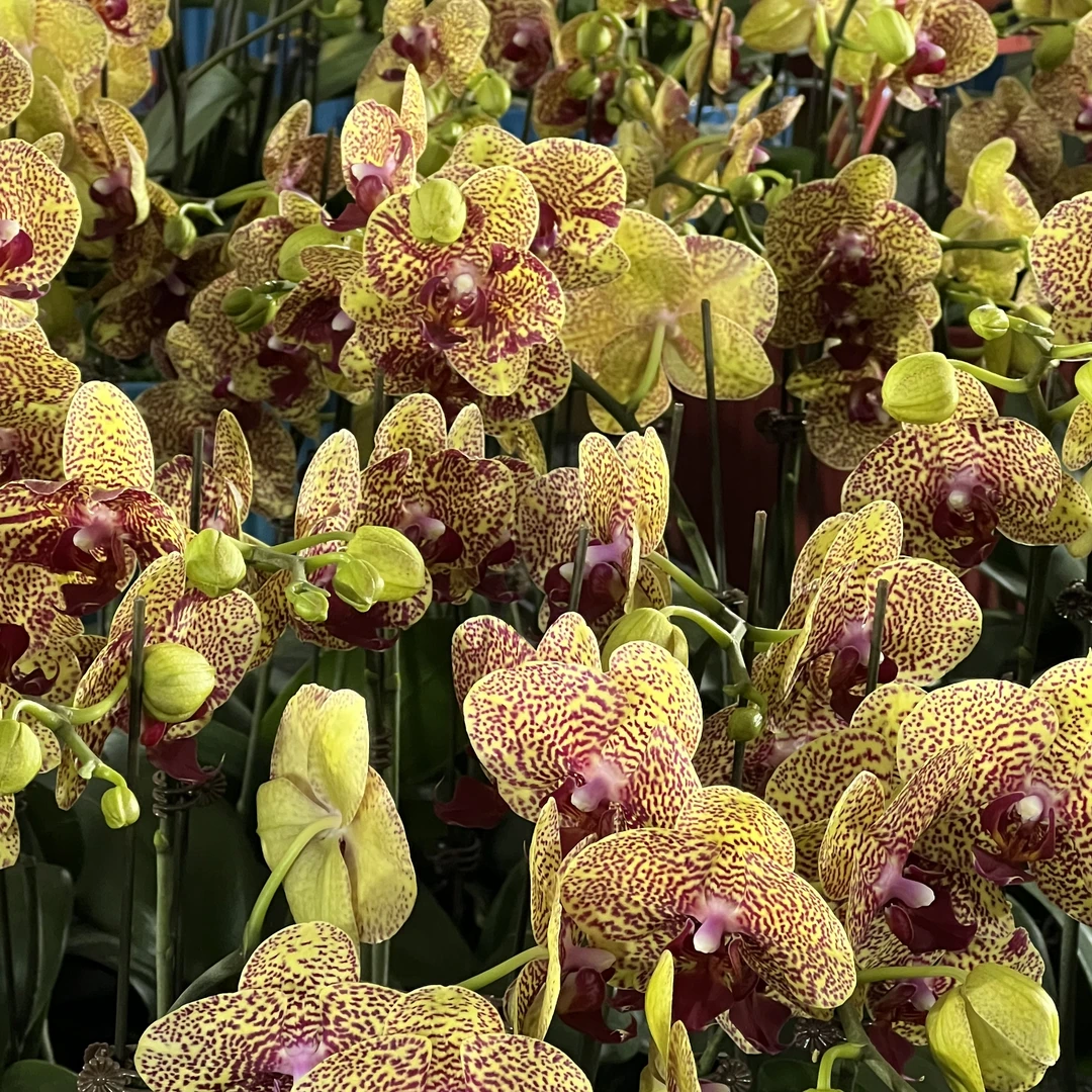 单剑3.5寸杯【黄金豹】蝴蝶兰花卉室内阳台桌面观花开花盆栽种植