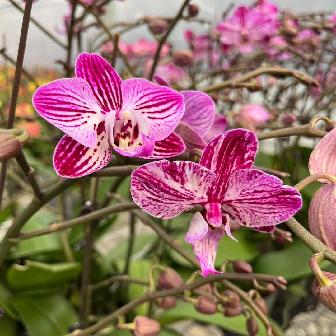【3.0寸山楂树】蝴蝶兰花卉室内阳台桌面观花开花盆栽种植