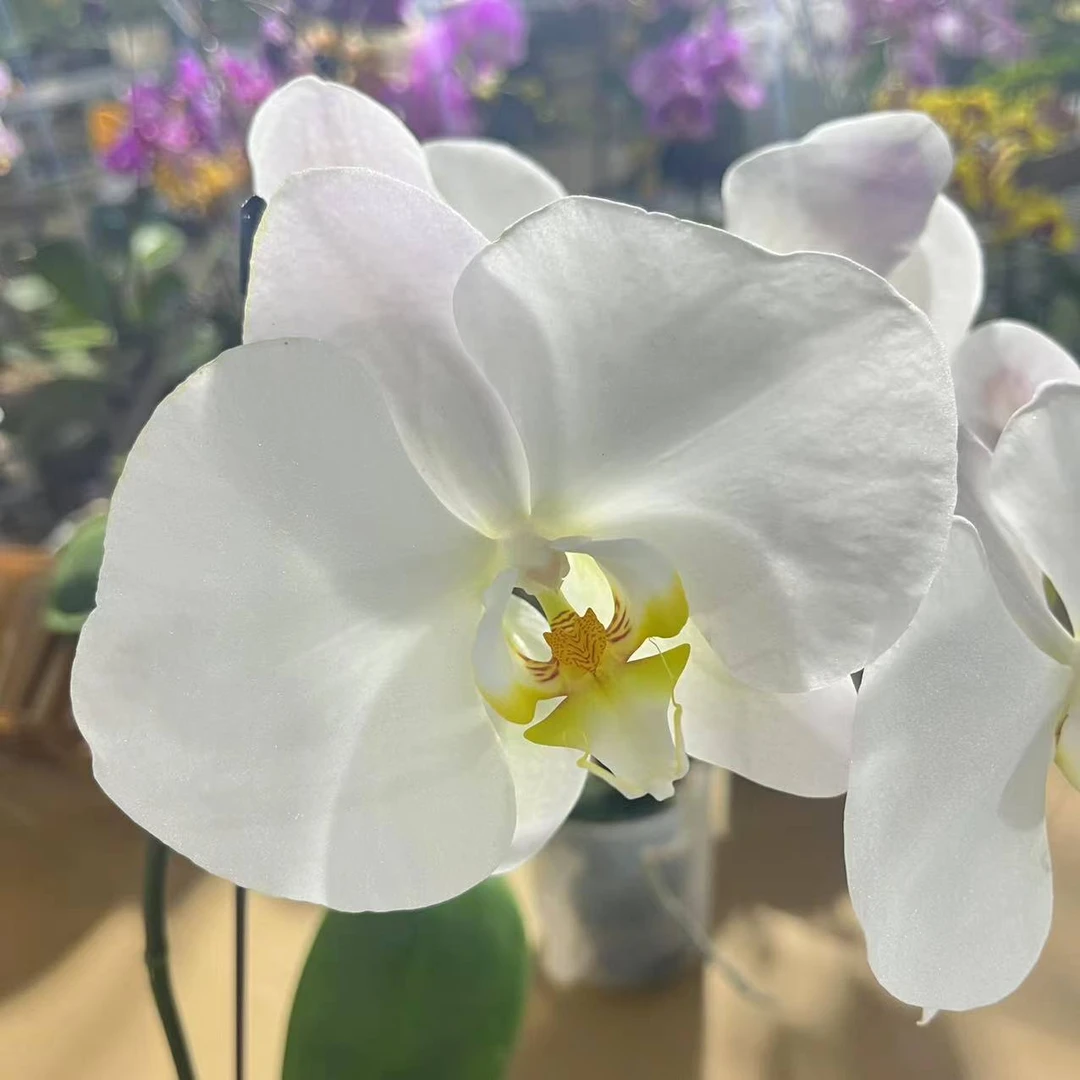 【大白V3】带高磷肥安祖原杯蝴蝶兰花卉四季开花盆栽种植