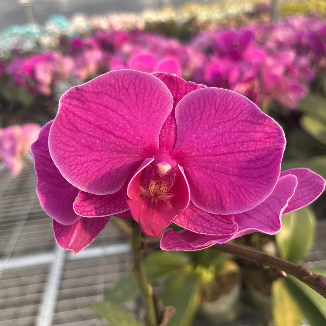 【福星】两棵单剑3.0寸杯 蝴蝶兰室内桌面观花四季开花盆栽