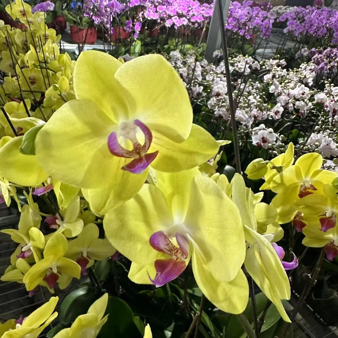 【富乐夕阳】原杯带花苞蝴蝶兰花卉室内观花四季开花盆栽种植
