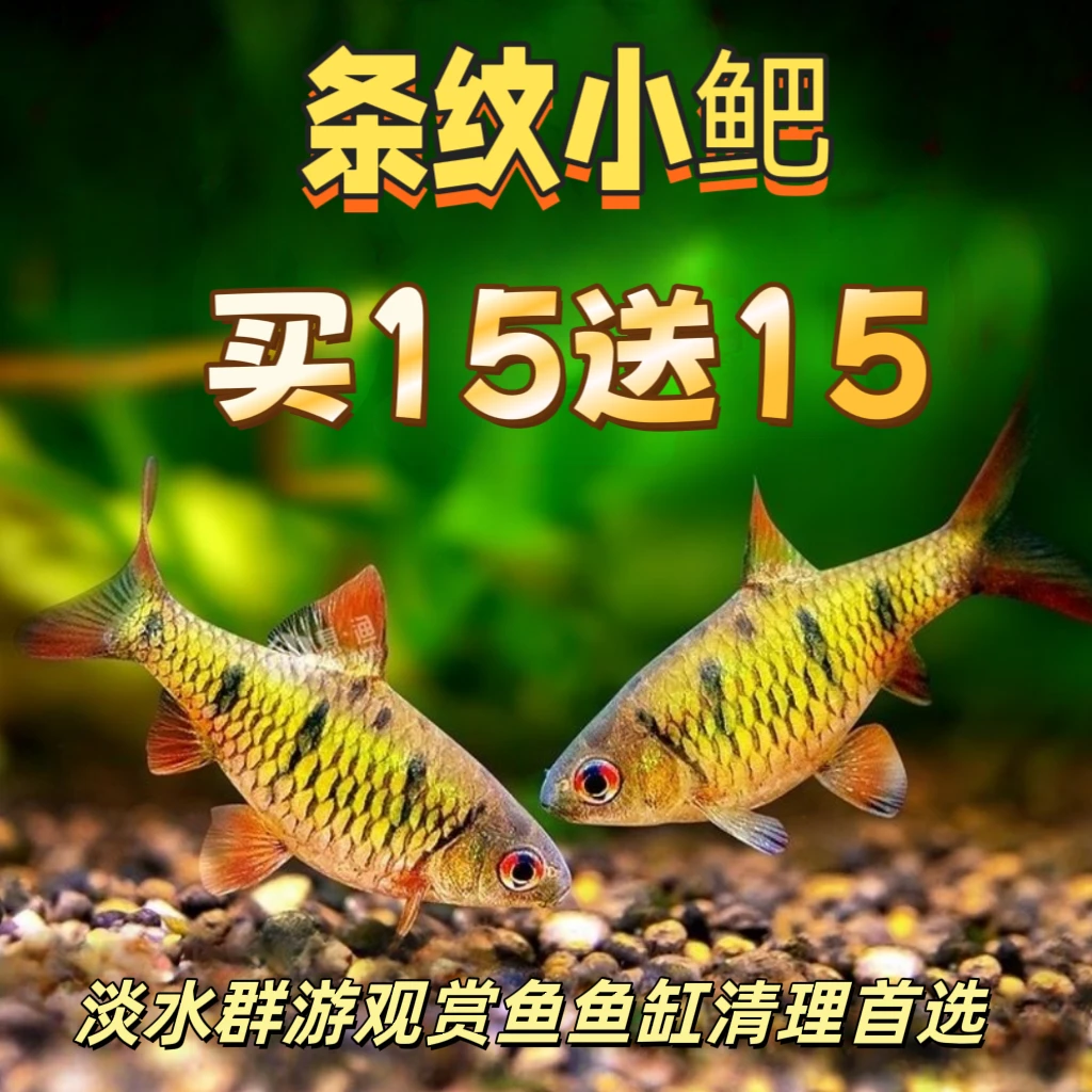 精品小型淡水群游条纹小鲃鱼活体二须鲃清洁鱼耐寒溪流鱼观赏鱼