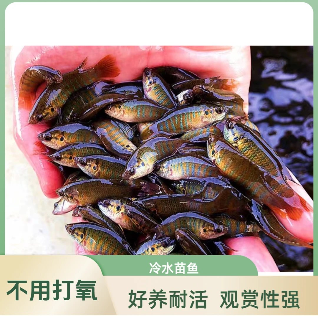不用打氧冷水淡水中国斗鱼好养耐活冷水苗鱼活体花手巾原生观赏鱼