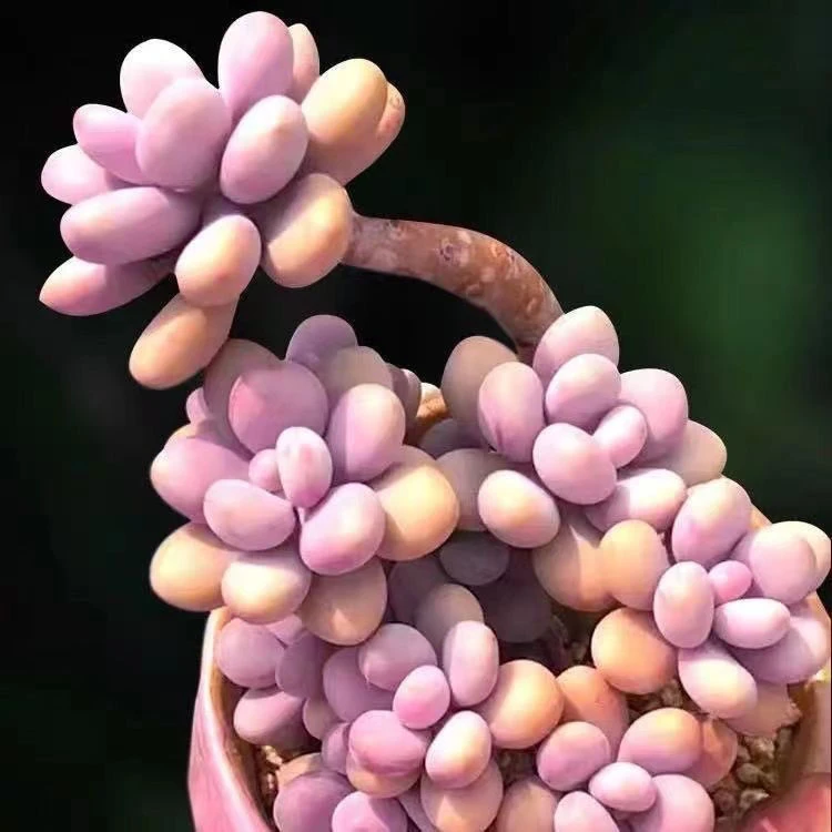 多肉植物桃蛋老桩桃之卵粉红室内阳台好养迷你小盆栽绿植花卉铃兰
