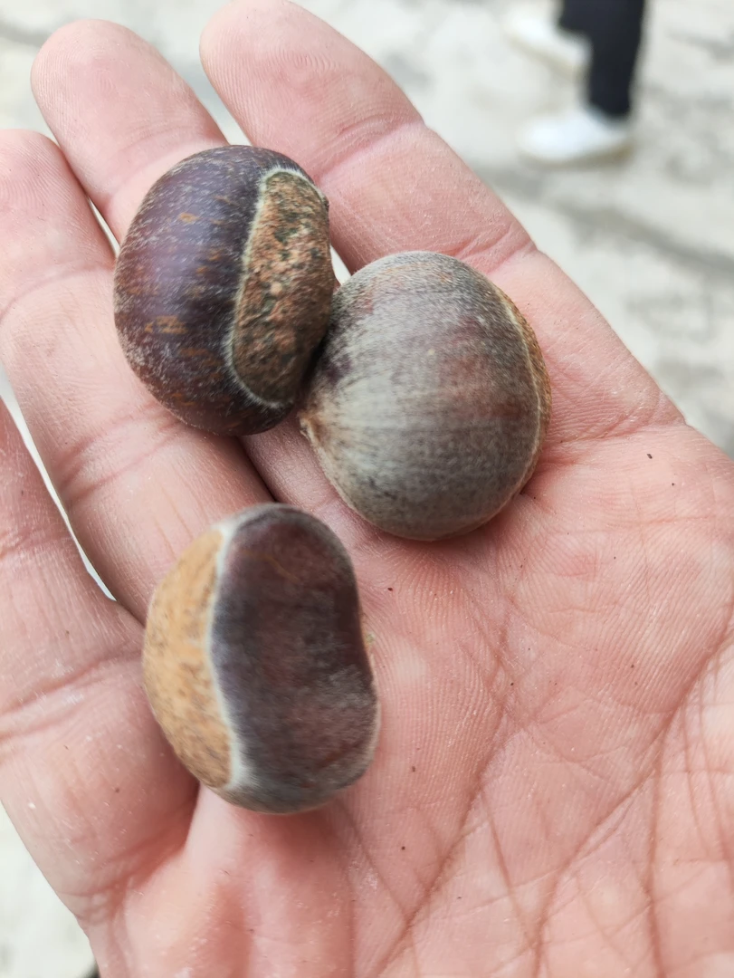 农村山货蔬菜农家菜代链接板栗5斤