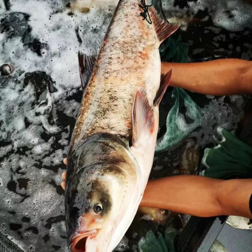 11（按斤称）渔场直发  花鲢鱼 10-20g 淡水养殖