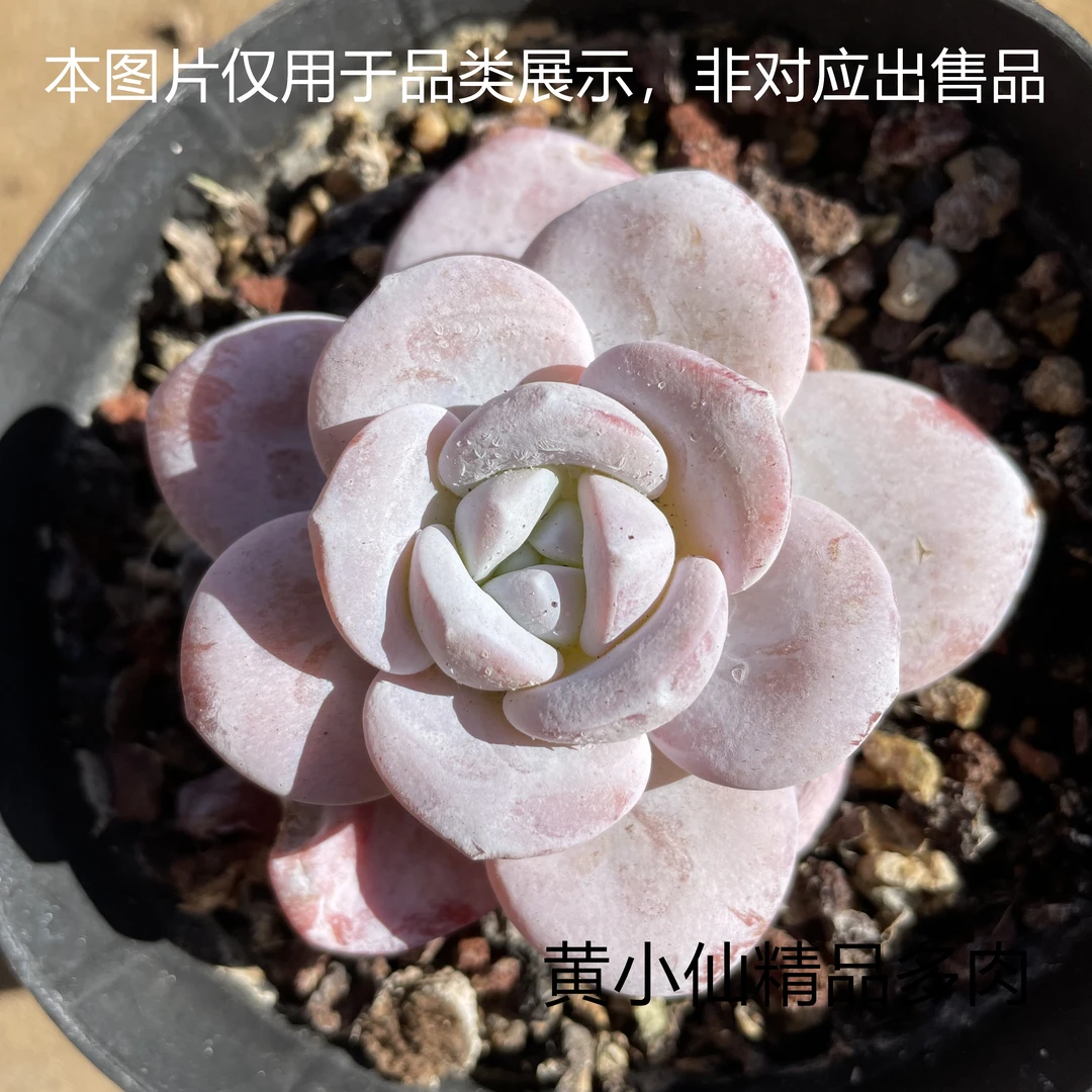 {黄小仙精品多肉}2号链接一物一拍