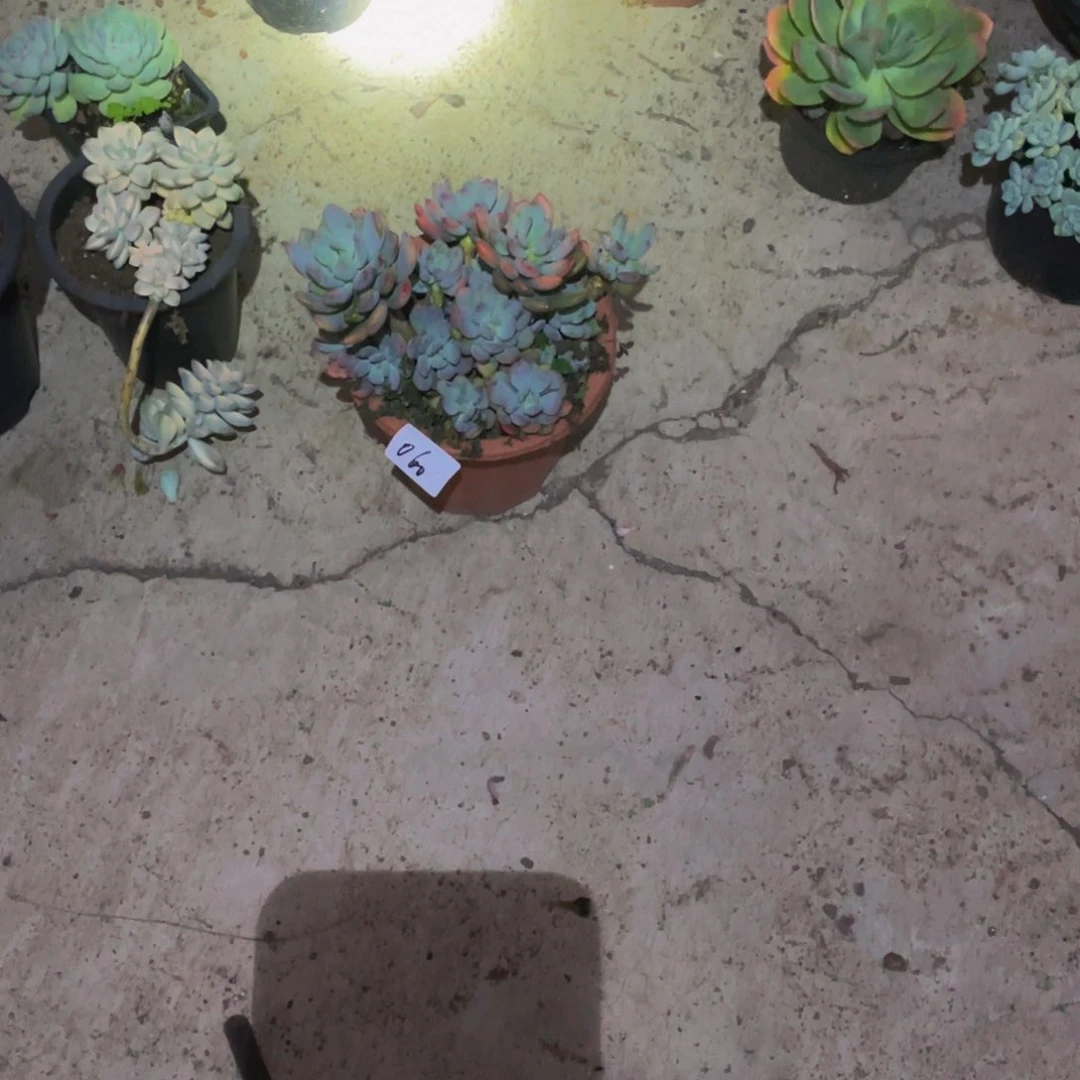 比**飞060灰姑娘一盆